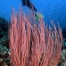 whip_sea_l_gll_v_0074_kom0082.jpg